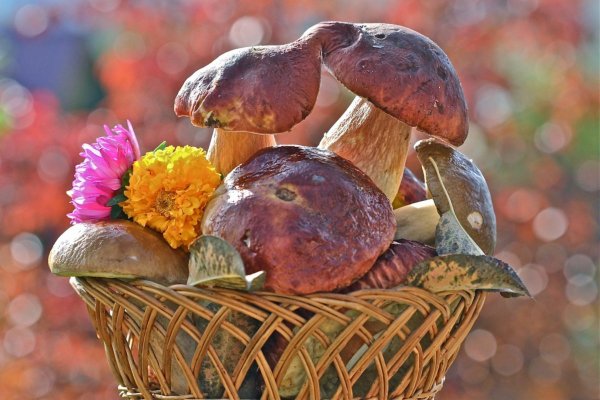 Осенние грибочки