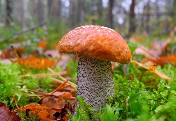 Лесной гриб подосиновик