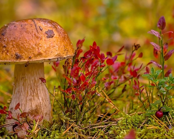 Осенние грибочки