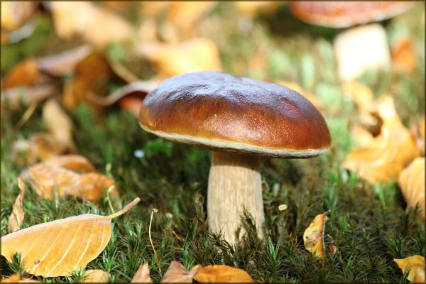 Грибы осенью