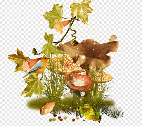 Осенние грибы на прозрачном фоне