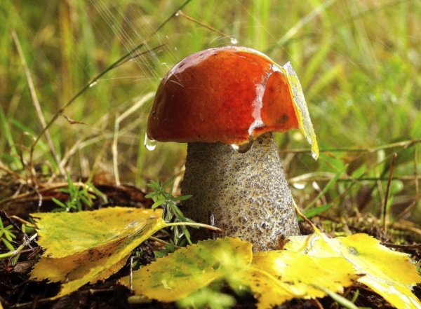 Грибы осенью