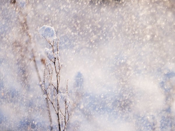 Зима нежность