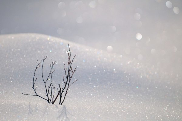 Снежная тишина