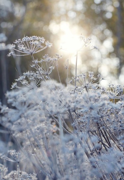 Зимник цветок