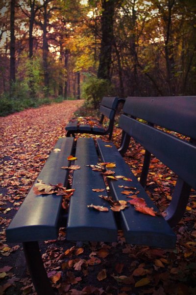 Скамейка в парке