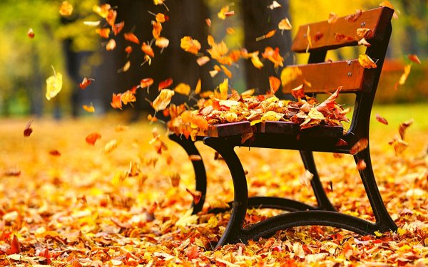 Листья на скамейке