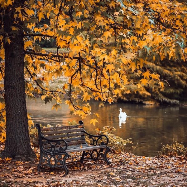 Осень скамейка