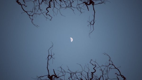 Луна в ветках