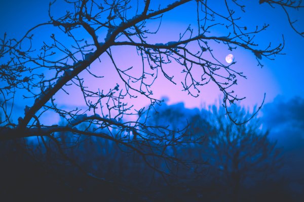 HD обои ветки деревьев в сумерках