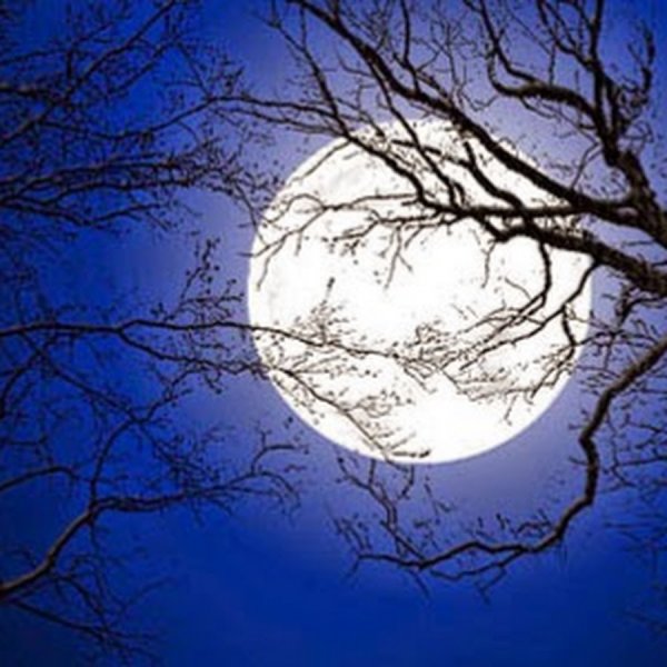 Луна в ветках деревьев