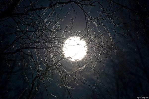 Луна сквозь ветви