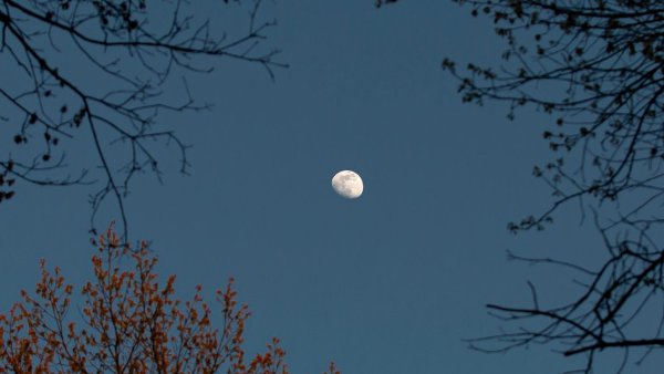 Луна в ветках