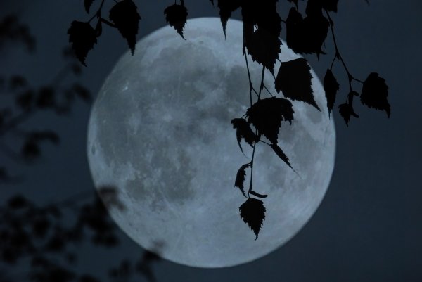 Луна в ветках