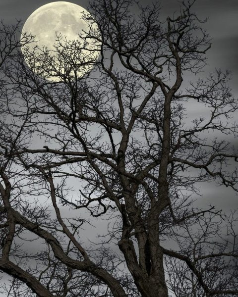 Темное дерево