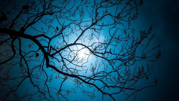 Ветви деревьев ночью