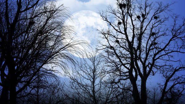 Дерево ночью