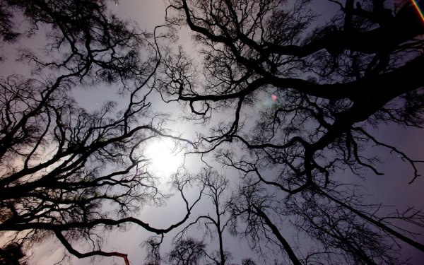 Ветви деревьев ночью