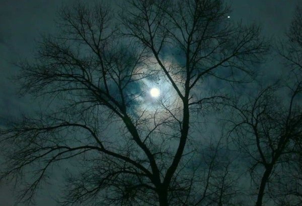 Луна и дерево