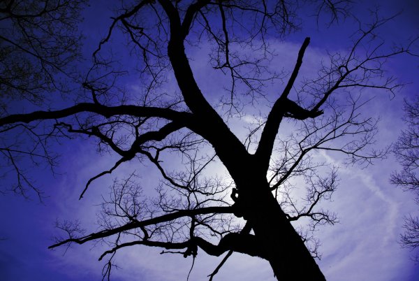 Ветви деревьев ночью