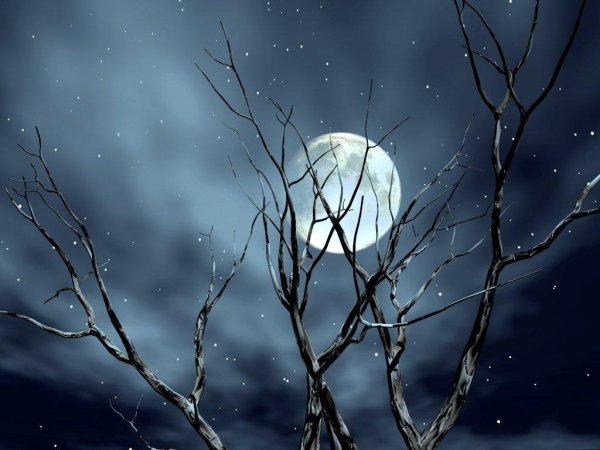 Луна в ветвях деревьев