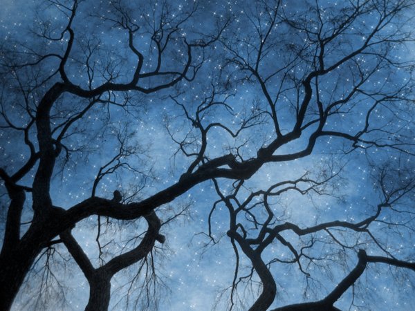 Ветка дерева ночью