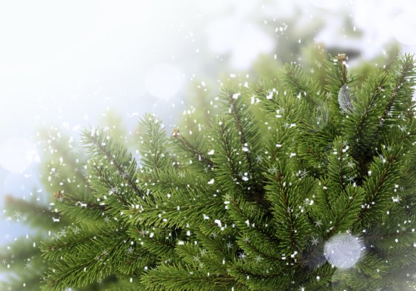 Красивая Еловая ветка в снегу