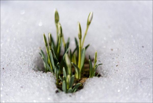 Зелень под снегом
