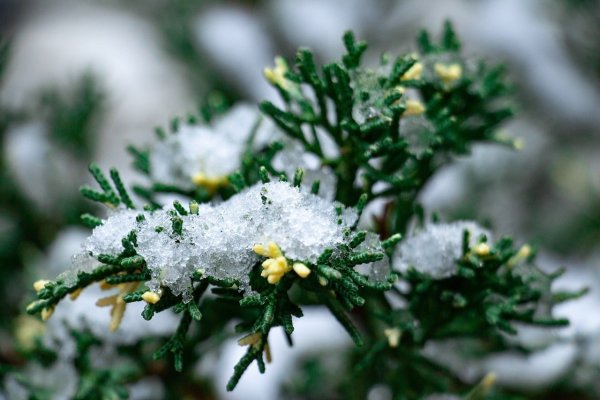 Зимнезеленые растения