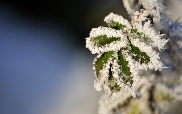 Иней Макросъемка