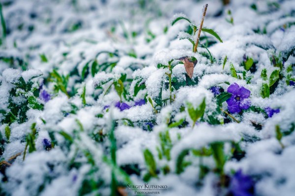 Барвинок малый зимой