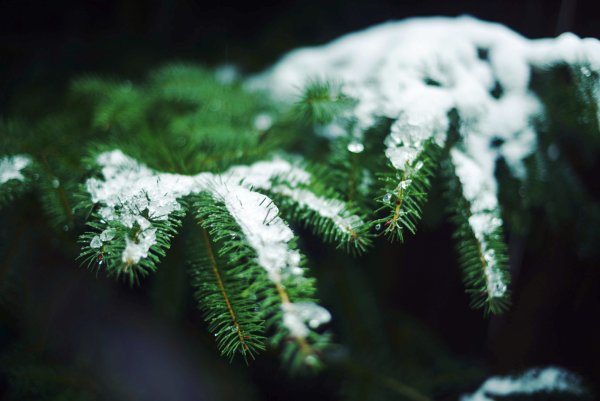 Еловые ветки в снегу