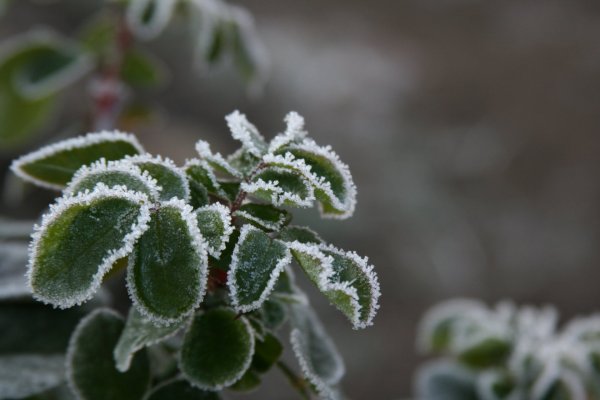 Фиалка изморозь