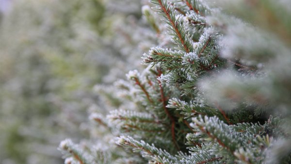 Ель голубая Эдит