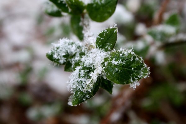 Зимние растения зеленые