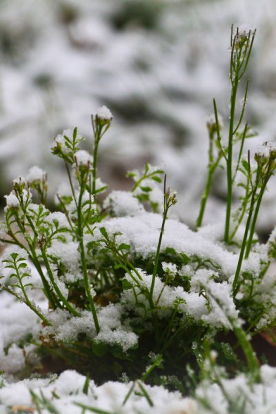 Растения под снегом