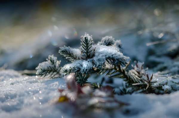 Елка в снегу