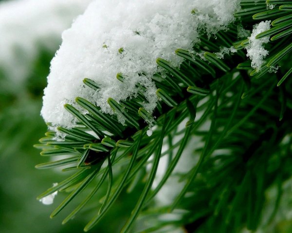 Зимняя хвоя