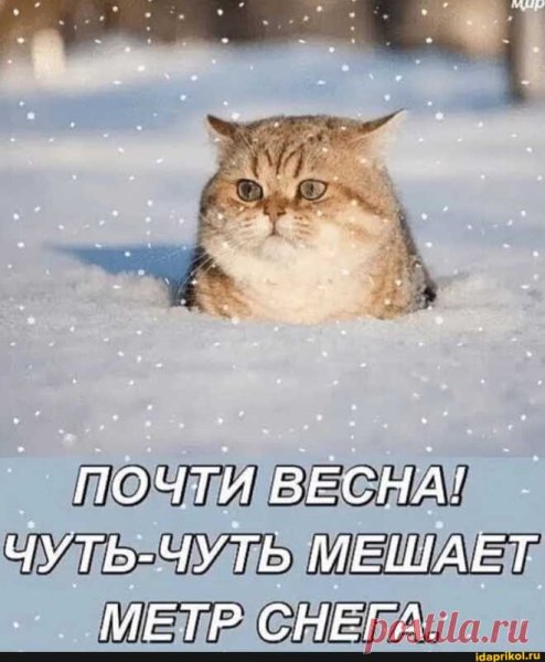 Чучуть мешает метр снега