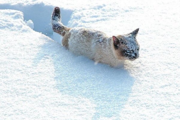 Кот в сугробе