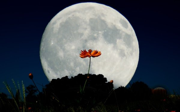 Китайский лун