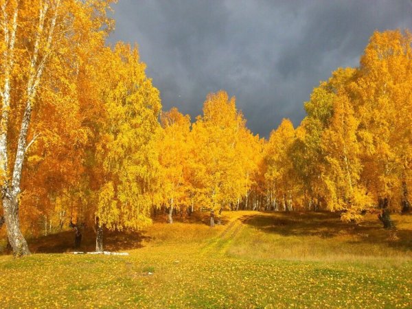 Золотой олень