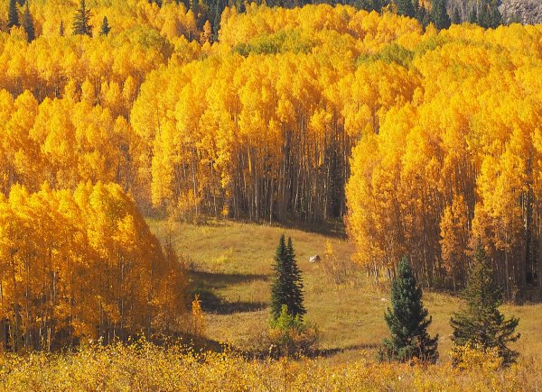Осенний лес в Сибири