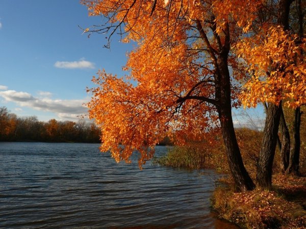 Золотая осень