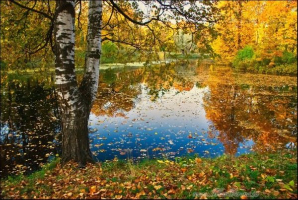Осеннее очарование