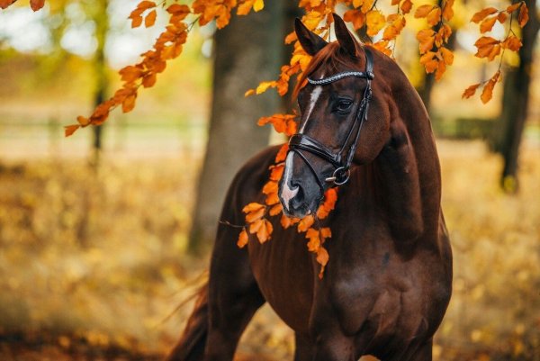 Лошади осенью