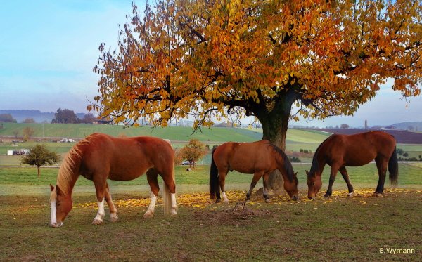 Лошадок осень