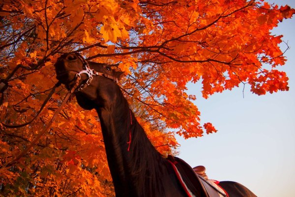 Осенний лес конь