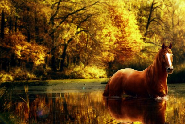 Лошадь в осеннем лесу