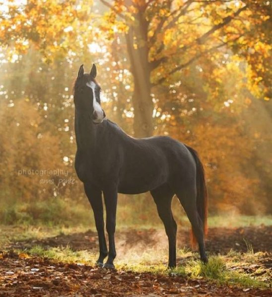 Лошади осенью